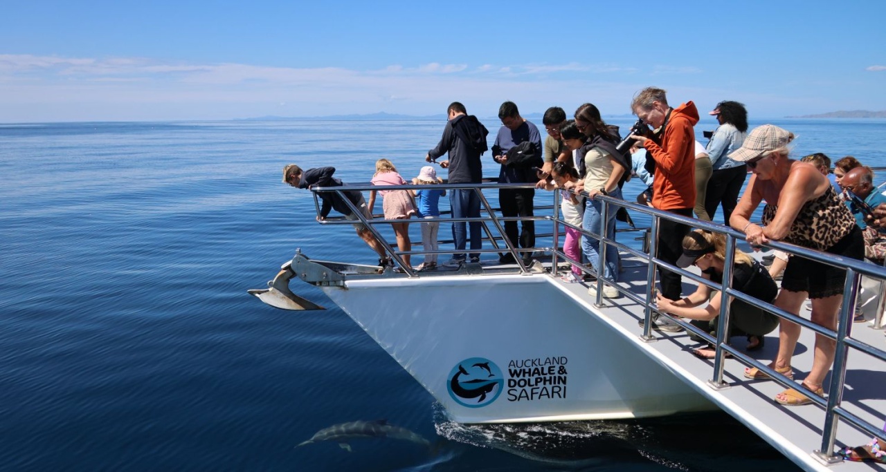 Auckland Whale & Dolphin Safari - Hero Banner Image 3 NEW