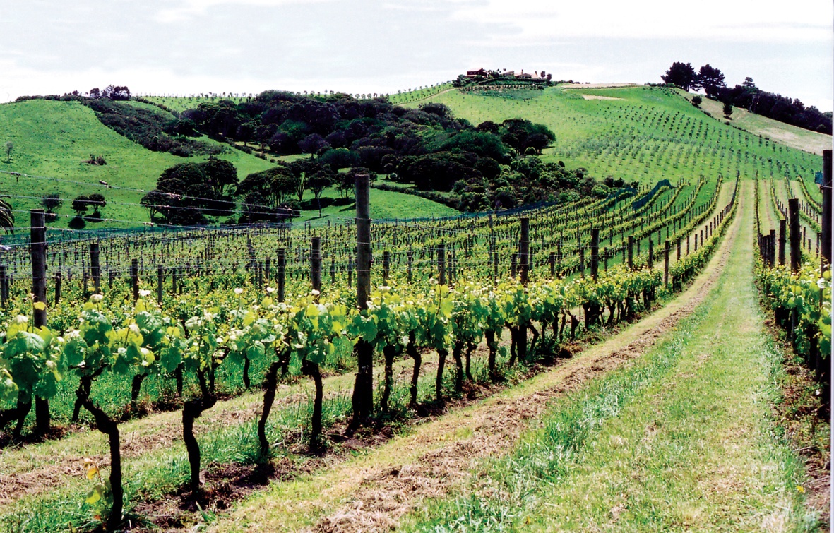 View on a vineyard on Waiheke Island