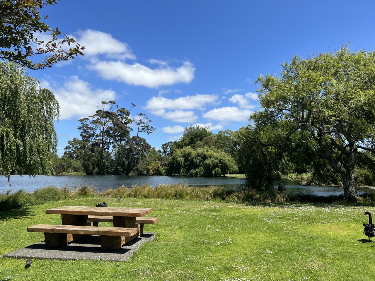 Picnic table in the middle of a green park