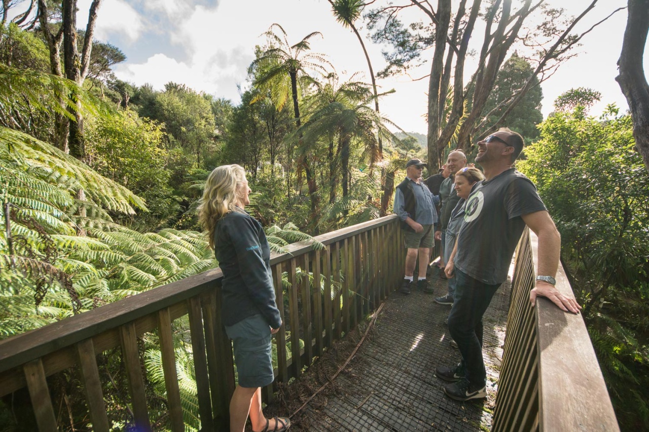 Photo of Bush and Beach Wilderness Experience - Half Day Tour, Auckland CBD, Auckland Central