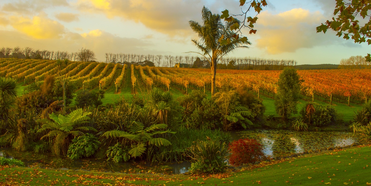 West Brook Winery, Huapai Photo of West Brook Winery, Huapai, Huapai