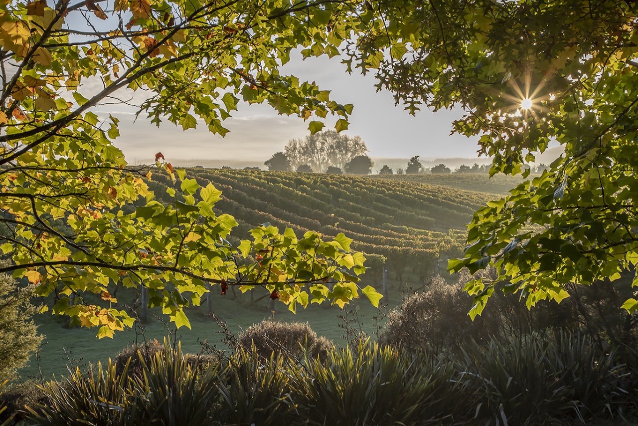 West Brook Winery, Huapai Photo of West Brook Winery, Huapai, Huapai