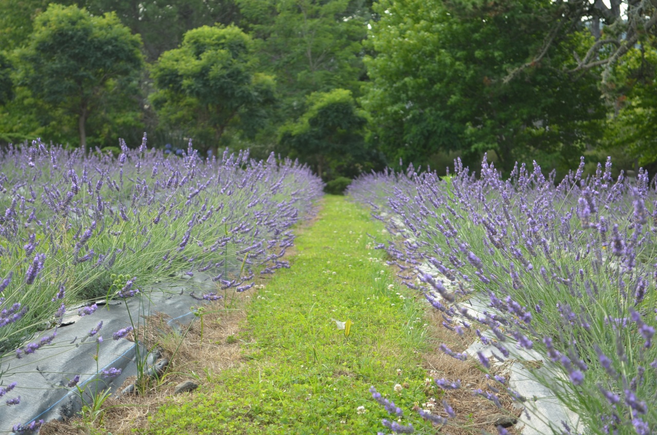 Photo of Lavender Hill, Coatesville