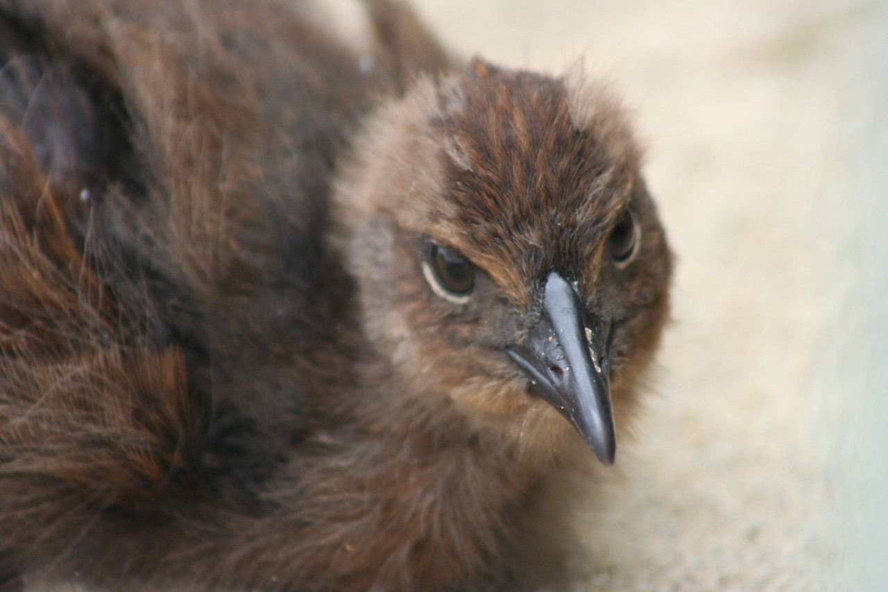 Photo of Nature Quest New Zealand, Dunedin