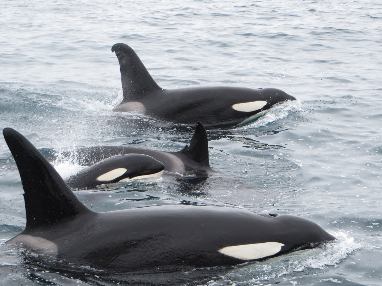 Photo of Nature Quest New Zealand, Dunedin