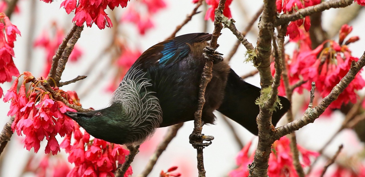 Photo of Flight of the Kea, 17 Cordyline Road