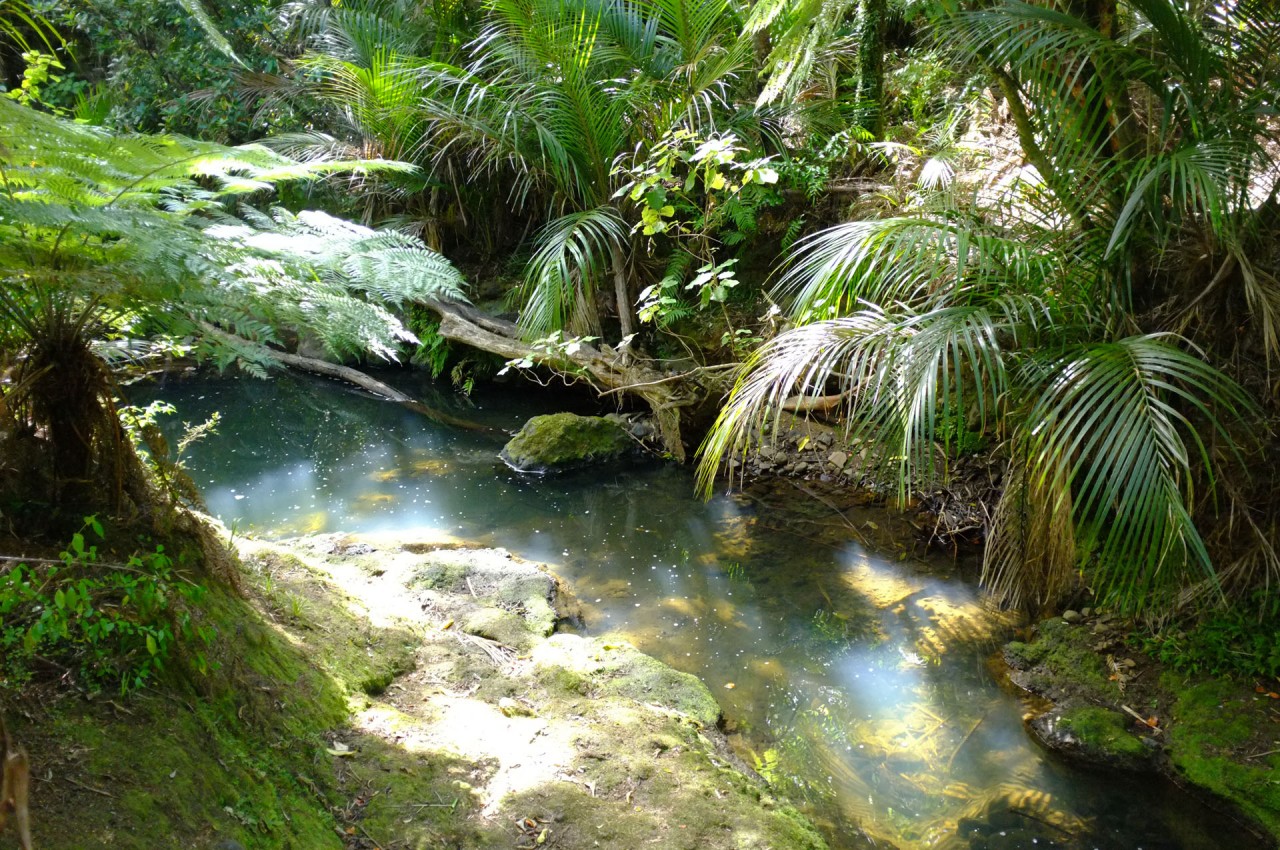 Photo of The Road Trip 8 Day North Island Highlights Private Tour, Auckland Central