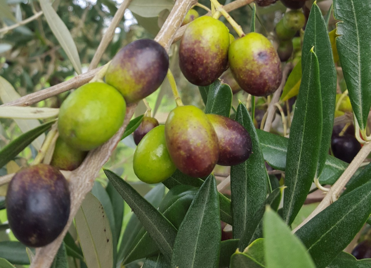 Photo of From Tree to Bottle Olive Grove Tours and Olive Oil Tastings, Warkworth, Warkworth