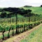 View on a vineyard on Waiheke Island