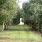 Photo of From Tree to Bottle Olive Grove Tours and Olive Oil Tastings, Warkworth, Warkworth