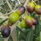 Photo of From Tree to Bottle Olive Grove Tours and Olive Oil Tastings, Warkworth, Warkworth