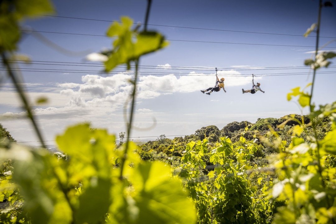 EcoZip - Ziplining over vineyard