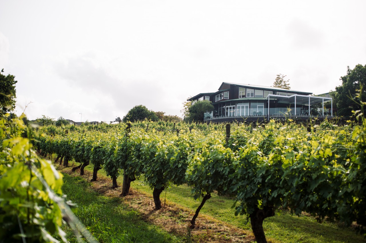 Babich Wines Ltd, Henderson Valley Photo of Babich Wines Ltd, Henderson Valley, Henderson Valley